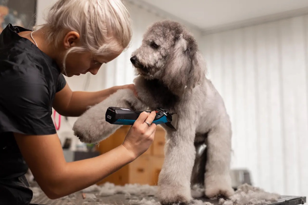 A dog having a haircut