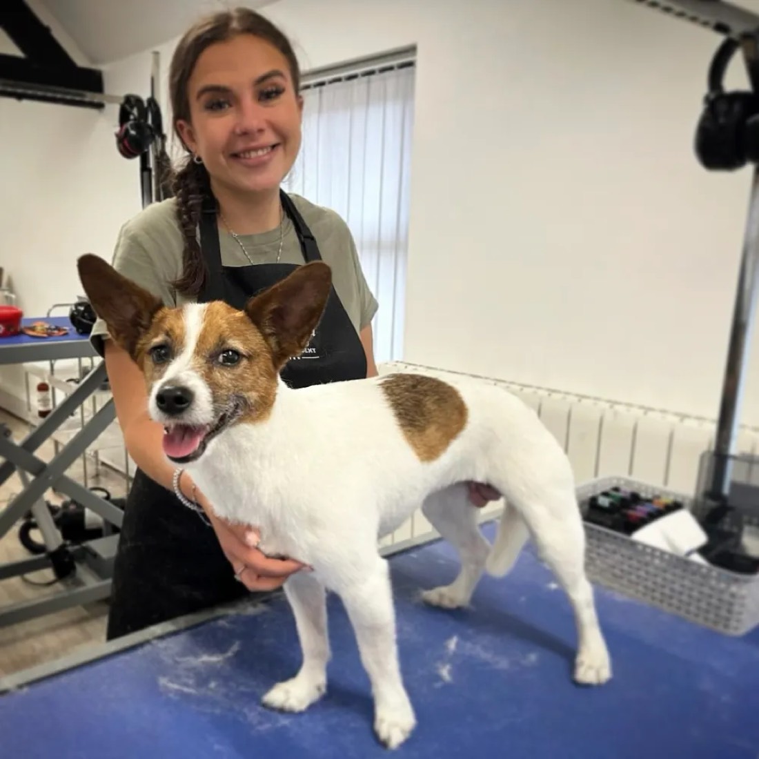 Lily with a Jack Russell on the grooming table