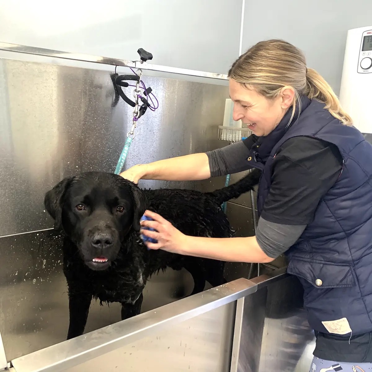 A groomer bathing a black Labrador in the salon’s walk-in bath