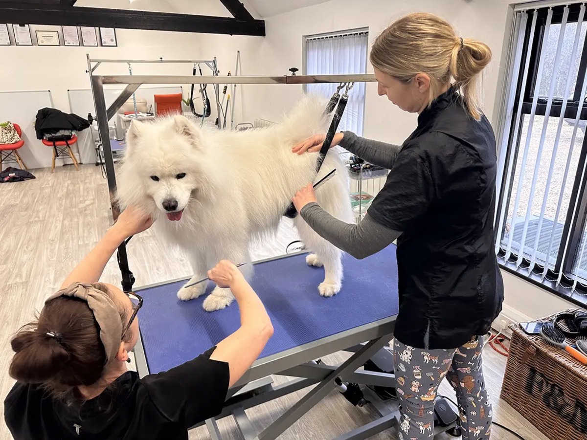 A student grooming a white fluffy dog at the Upper Hound training centre