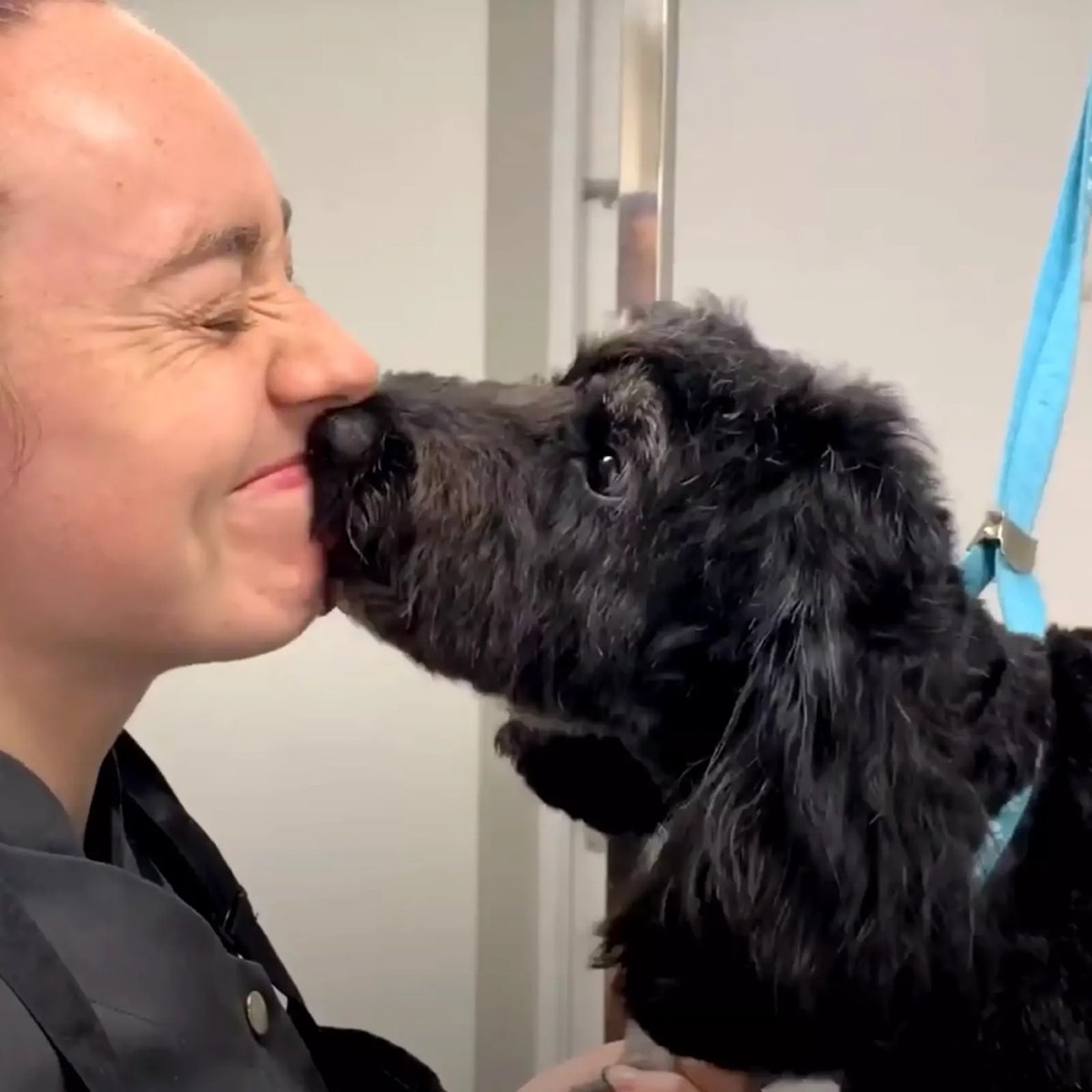 A groomer and a black cockapoo nose to nose
