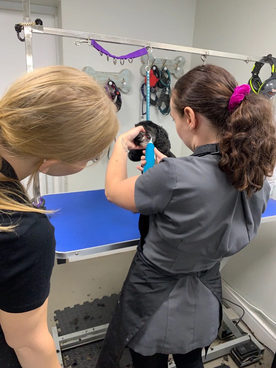 Two students grooming a black cockapoo together at the training table